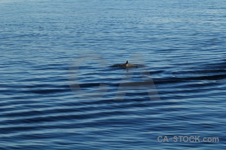 Day 6 orca antarctica animal ripple.