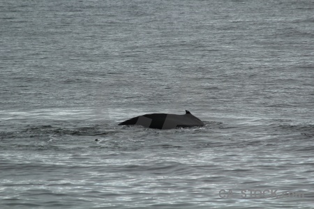 Day 6 whale adelaide island marguerite bay south pole.