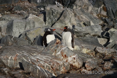 Day 8 animal south pole gentoo antarctica.