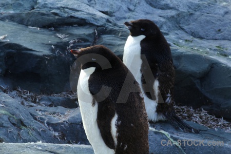 Day 8 antarctic peninsula petermann island adelie penguin.