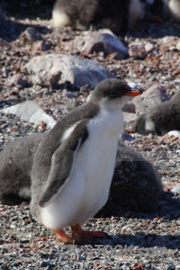 Day 8 antarctic peninsula rock gentoo petermann island.