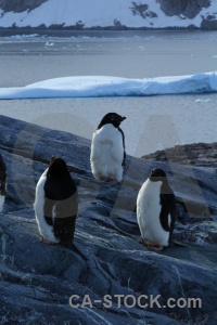 Day 8 antarctica petermann island antarctic peninsula animal.