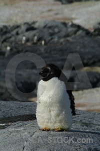 Day 8 ice chick wilhelm archipelago south pole.