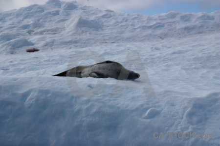 Day 8 south pole wilhelm archipelago iceberg snow.