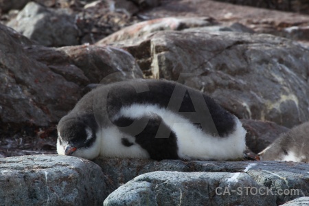 Day 8 wilhelm archipelago antarctic peninsula rock antarctica.