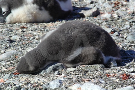 Day 8 wilhelm archipelago rock antarctica cruise chick.