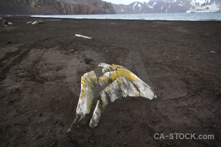 Deception island volcano antarctic peninsula volcanic sea.