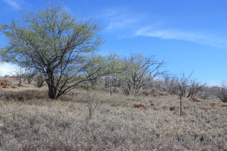 Desert blue landscape.