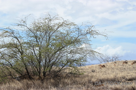 Desert white.