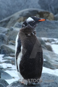 Dorian bay day 10 south pole antarctica cruise.