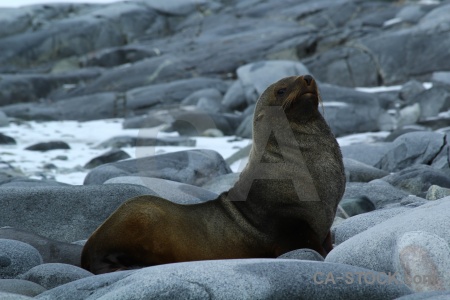 Dorian bay palmer archipelago seal stone day 10.