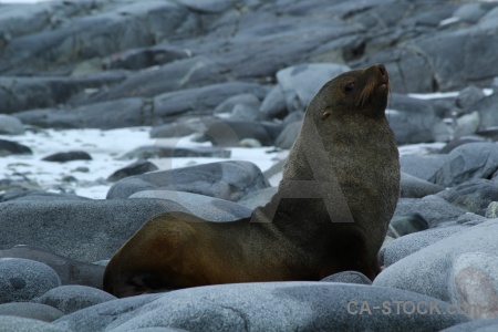 Dorian bay south pole fur seal palmer archipelago animal.