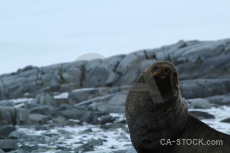 Dorian bay wiencke island seal palmer archipelago antarctica cruise.