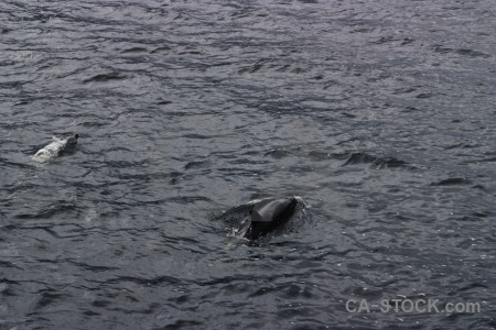 Doubtful sound fiordland fiord animal south island.