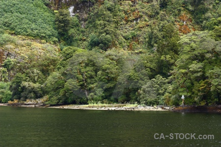 Doubtful sound new zealand south island fiord tree.