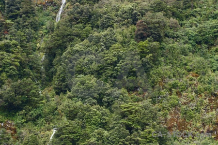 Doubtful sound south island tree new zealand fiordland.