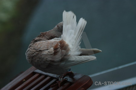 Dove animal bird pigeon.