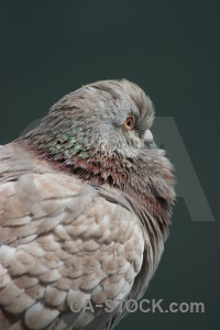 Dove animal pigeon bird.