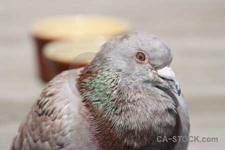 Dove animal pigeon bird gray.