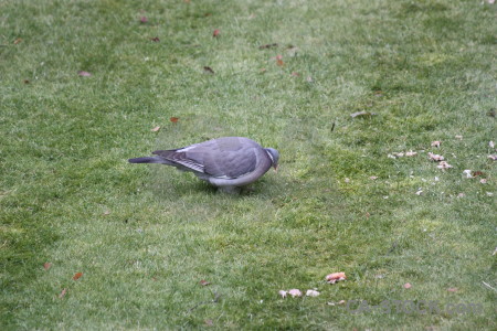 Dove animal pigeon grass bird.