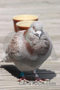 Dove animal pigeon gray bird.