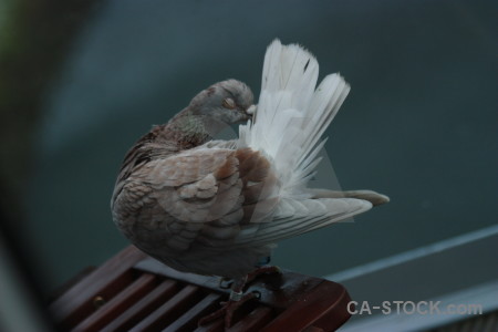 Dove bird animal pigeon.