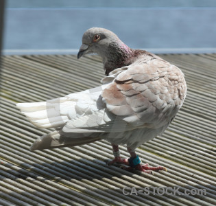 Dove bird animal pigeon.