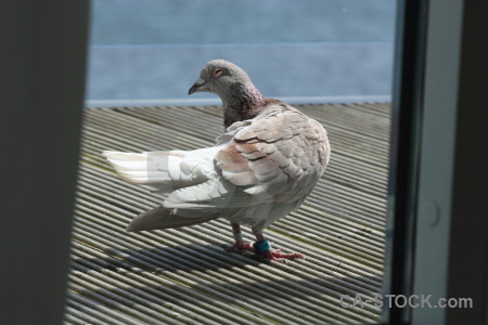 Dove pigeon animal bird.