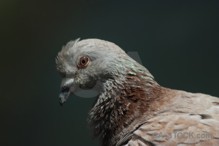 Dove pigeon animal bird black.