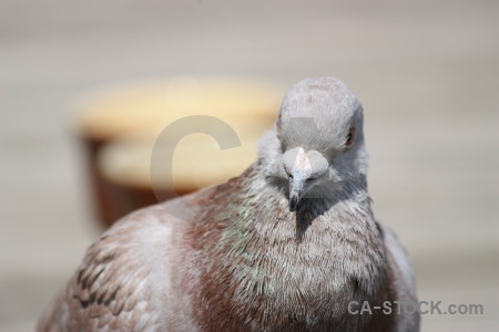 Dove pigeon animal bird gray.