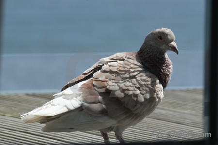 Dove pigeon bird animal.