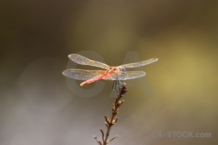 Dragonfly wing animal europe javea.