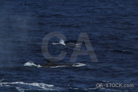 Drake passage animal water day 4 sea.