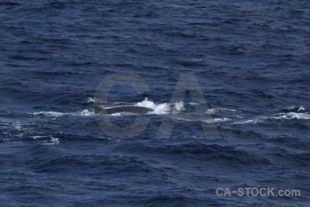 Drake passage water animal day 4 sea.