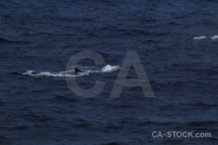 Drake passage water day 4 whale animal.