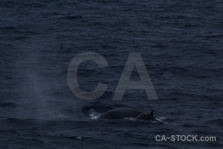 Drake passage whale animal sea water.