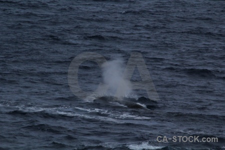 Drake passage whale day 4 spray sea.