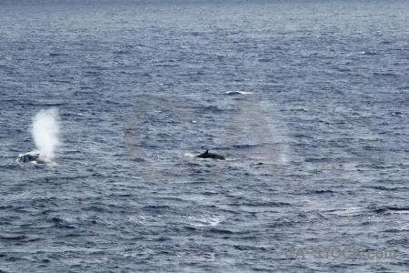 Drake passage whale spray day 4 sea.