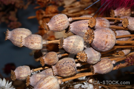 Dried flower brown plant.