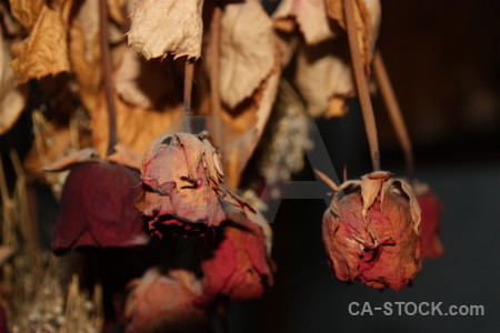 Dried orange flower rose plant.