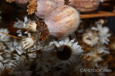 Dried plant flower.