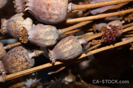 Dried plant flower brown.