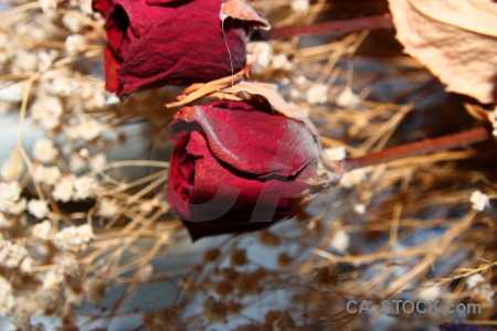 Dried rose pink red flower.