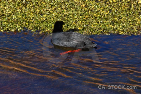 Duck chile pond weed atacama desert water.