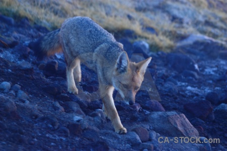 El tatio animal atacama desert chile fox.