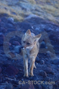 El tatio animal chile south america andes.