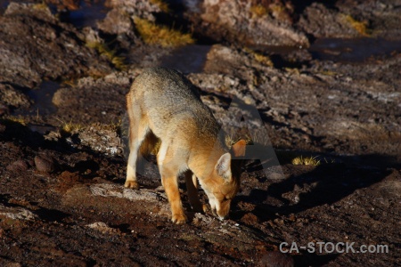 El tatio atacama desert animal culpeo rock.
