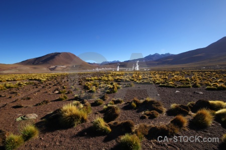 El tatio grass atacama desert sky bush.