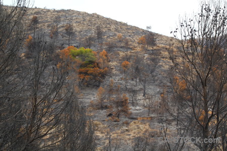 Europe ash javea spain burnt.