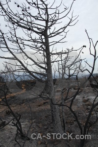 Europe ash tree spain burnt.